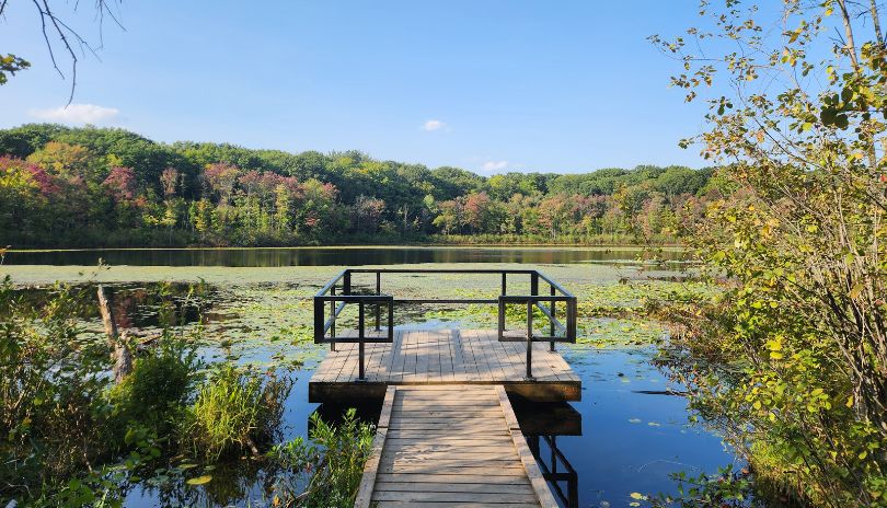 Westminster Ponds wooden dock during the day.